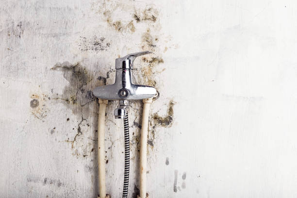 Best Mold Removal Company Near Me  in Ogallala, NE