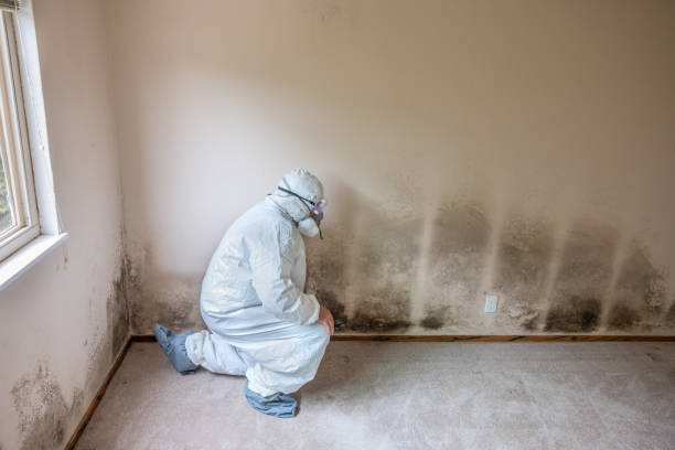 Best Toxic Mold Removal  in Ogallala, NE