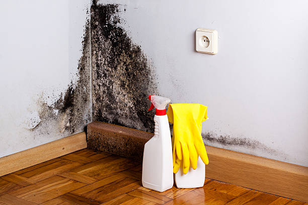 Best Mold Damage Repair  in Ogallala, NE