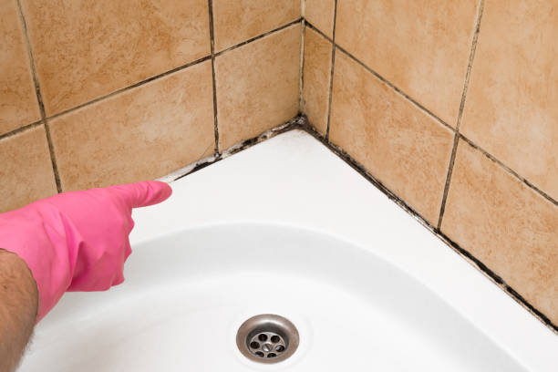 Reliable Ogallala, NE Mold Removal Solutions